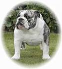 фотография бульдога Avalon of the Tivoli Bulls