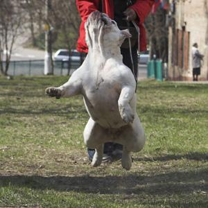 фото бульдога